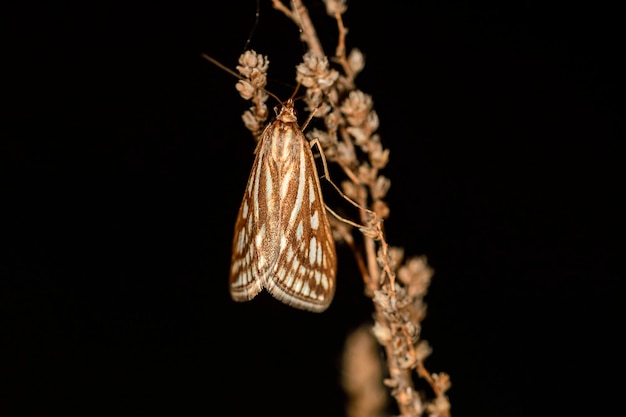 Loxostege tesselalis es una especie de polilla de la familia Crambidae