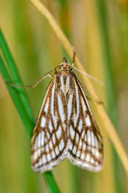 Loxostege tesselalis mariposa nocturna o polilla de la familia Crambidae