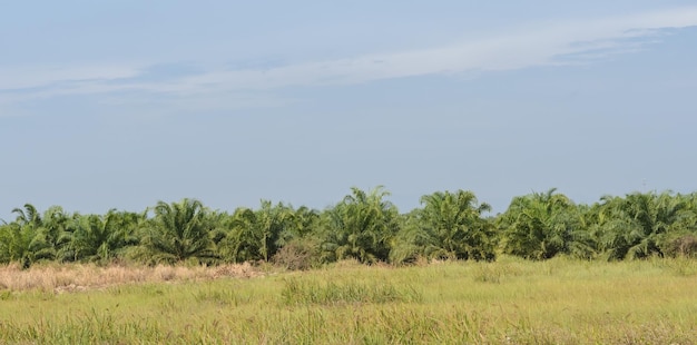 Ölpalme in Thailand