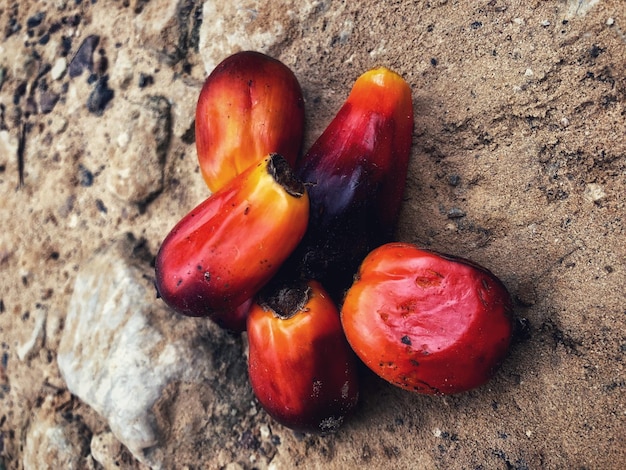 Ölpalmenfrucht in der Borneo-Plantage