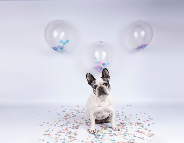 Ältere französische Bulldogge, die Geburtstag mit Ballonen und Konfettis auf w feiert