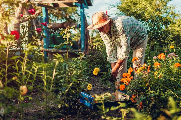 Ältere Frau, die Blumen im Garten erfasst. Frau von mittlerem Alter, die Blumen unter Verwendung der Gartenschere abschneidet.