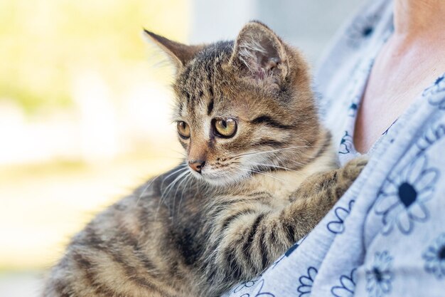 Ältere Frau, die ein kleines gestreiftes Kätzchen hält Tierpflege