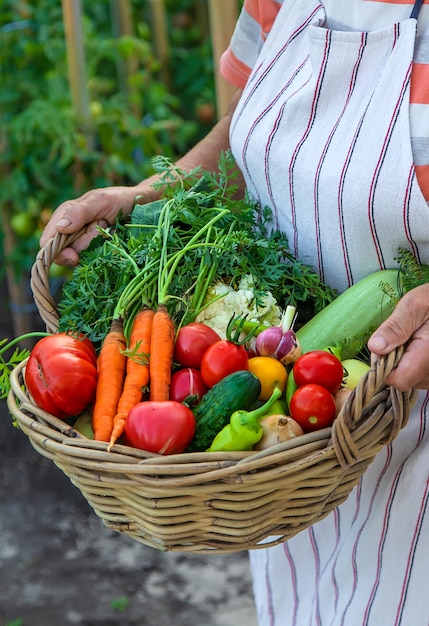 Ältere Frau, die Gemüse im Garten erntet Selektiver Fokus