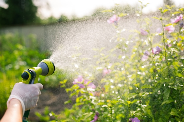 Ältere Frau, die ihre schönen Blumen durch Handbewässerungsröhre, Gartenkonzept wässert