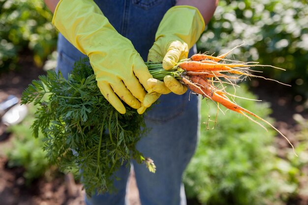 Ältere Frau, die Karotten vom Garten erntet Nahaufnahme von handsxDxA