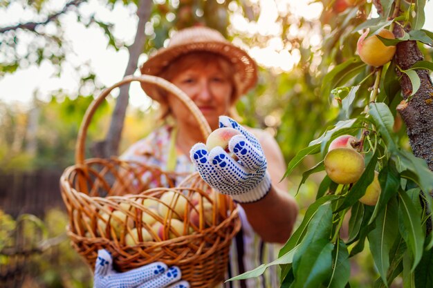 Ältere Frau, die reife organische Pfirsiche im Sommerobstgarten auswählt