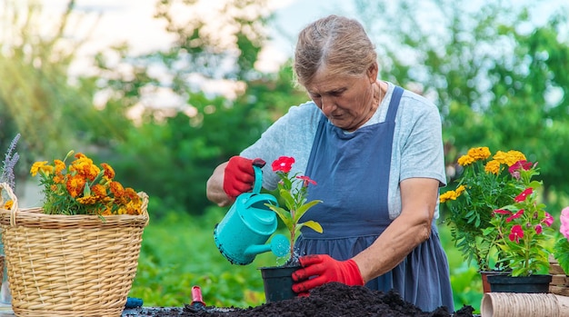 Ältere Frau pflanzt Blumen im Garten Selektiver Fokus