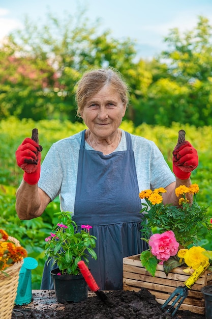 Ältere Frau pflanzt Blumen im Garten Selektiver Fokus