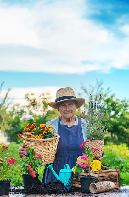 Ältere Frau pflanzt Blumen im Garten Selektiver Fokus