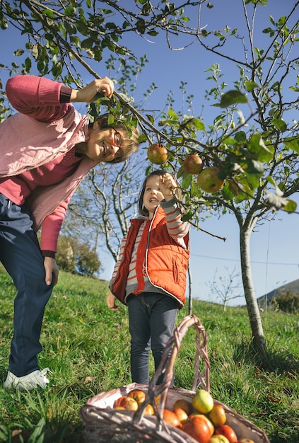 Ältere Frau und entzückendes kleines Mädchen, die an einem sonnigen Herbsttag frische Bio-Äpfel vom Baum pflücken. Freizeitkonzept für Großeltern und Enkel.