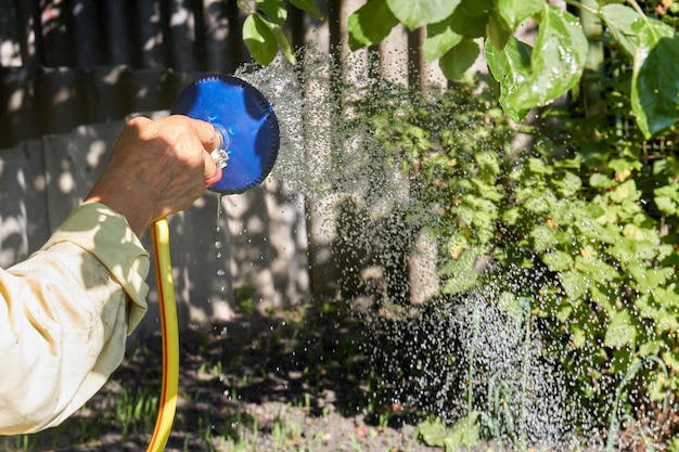 Ältere Hand, die Sprinkler hält und die Gartenpflanzen gießt