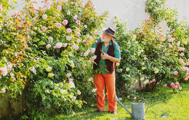 Älterer alter Mann im Garten, der Rosen schneidet, blüht Gärtnergroßvater mit Frühlingsblüte