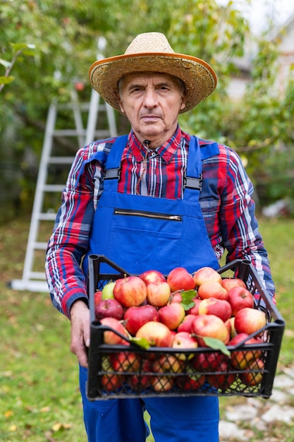 Älterer Bauer, der Äpfel im Bio-Apfelgarten erntet Älterer Mann, der eine Kiste mit vielen Äpfeln hält Vertikale Ansicht