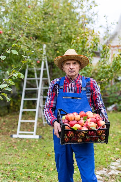 Älterer Bauer, der Äpfel im Bio-Apfelgarten erntet Älterer Mann, der eine Kiste mit vielen Äpfeln hält Vertikale Ansicht