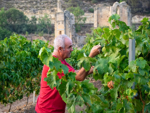 Älterer Bauer in einem Weinberg mit einer Klosterruine im Hintergrund, der die Weinlese kontrolliert