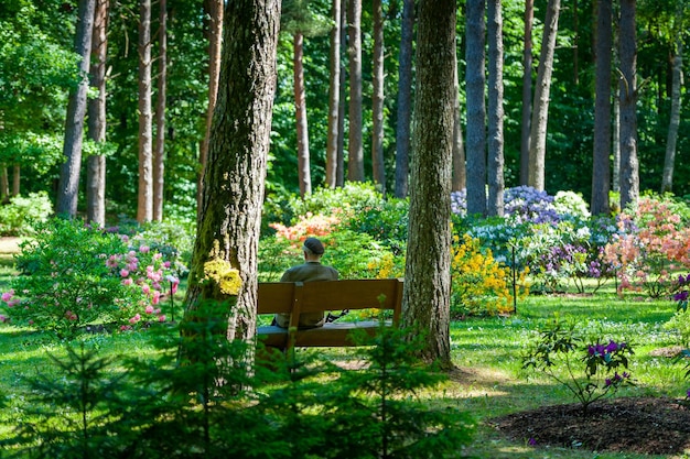 Älterer Herr sitzt auf einer Holzbank und entspannt sich im Rhododendrongarten