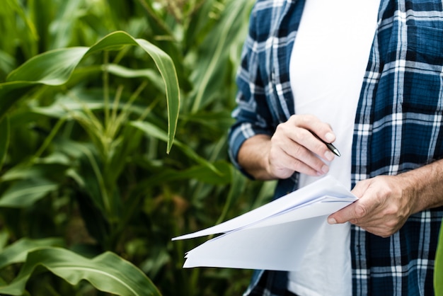 Älterer Landwirt, der auf einem Maisgebiet steht