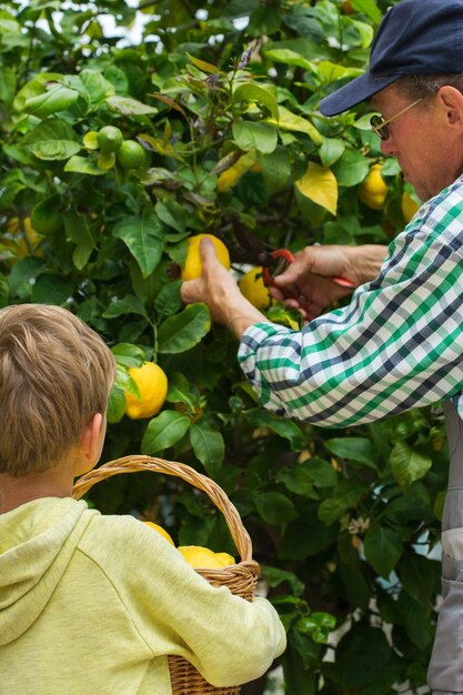 Älterer Landwirt mit kleinem Jungen, der Zitronen vom Baum erntet