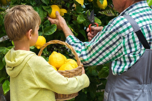 Älterer Landwirt mit kleinem Jungen, der Zitronen vom Baum erntet