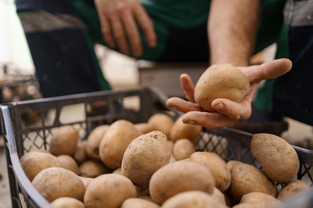 Älterer männlicher Bauer mit gesammelten Kartoffeln aus der Nähe Abgeschnittene Ansicht eines Mannes, der schmutzige natürliche Kartoffeln hält