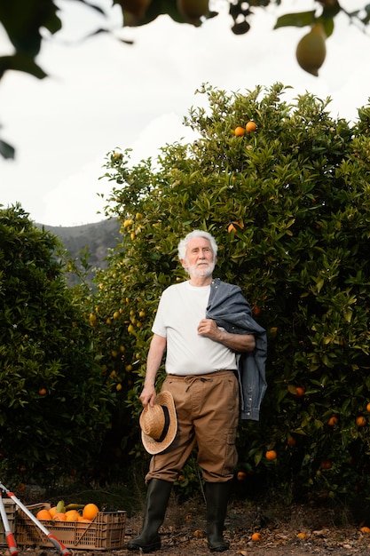 Älterer Mann, der allein frische Orangenbäume erntet
