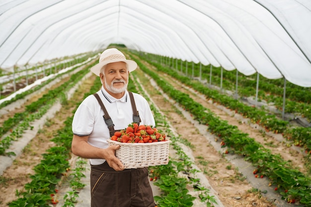 Älterer Mann, der frische rote Erdbeeren hält und bewundert