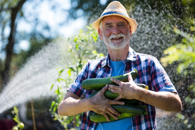 Älterer Mann, der frische Zucchini im Gemüsegarten hält