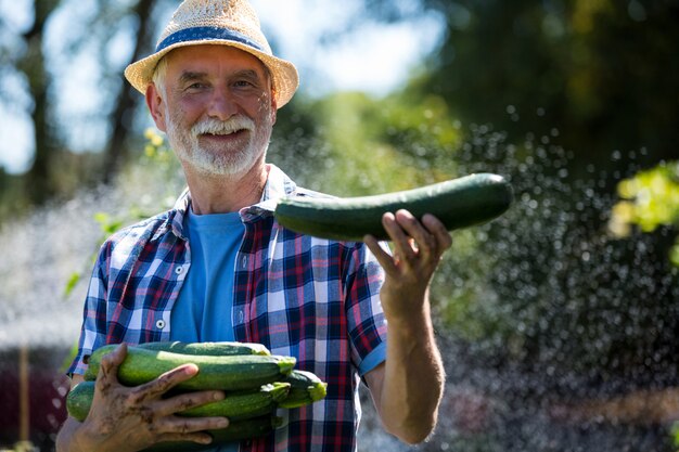 Älterer Mann, der frische Zucchini im Gemüsegarten hält