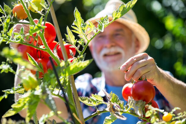 Älterer Mann, der Gemüse im Garten prüft