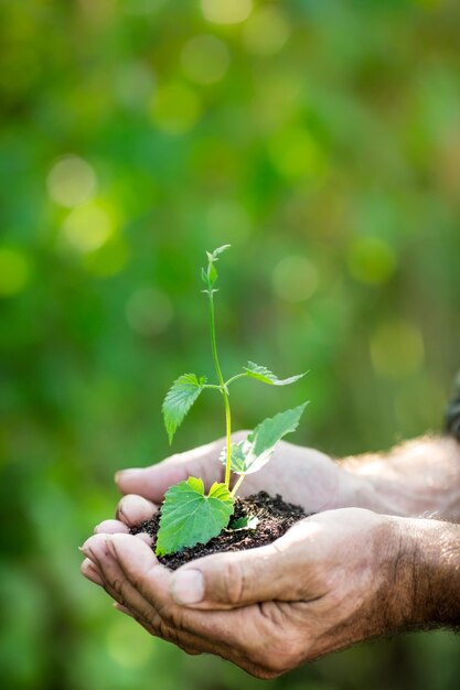 Älterer Mann, der junge Pflanze in den Händen gegen frühlingsgrünen Hintergrund hält Ökologiekonzept