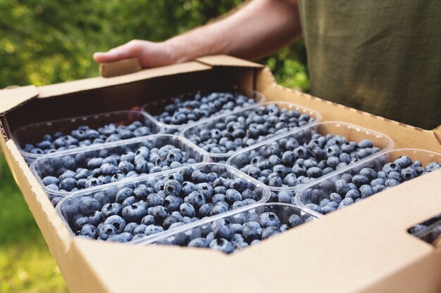 Älterer Mann, der Kasten mit frischen kultivierten Blaubeeren hält