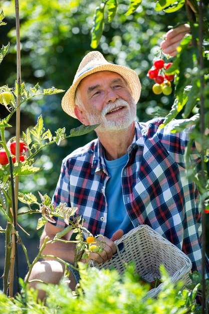 Älterer Mann, der Kirschtomate im Garten hält