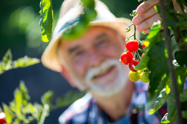 Älterer Mann, der Kirschtomate im Garten hält