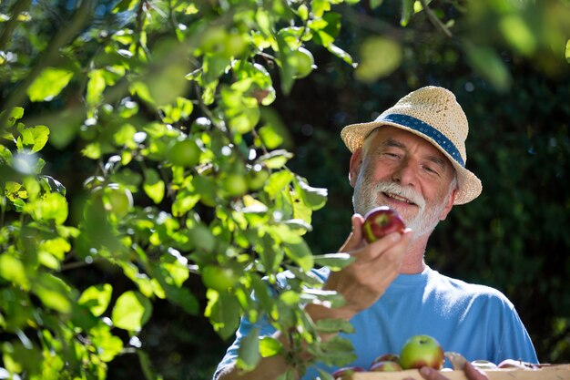 Älterer Mann, der Obst im Garten prüft