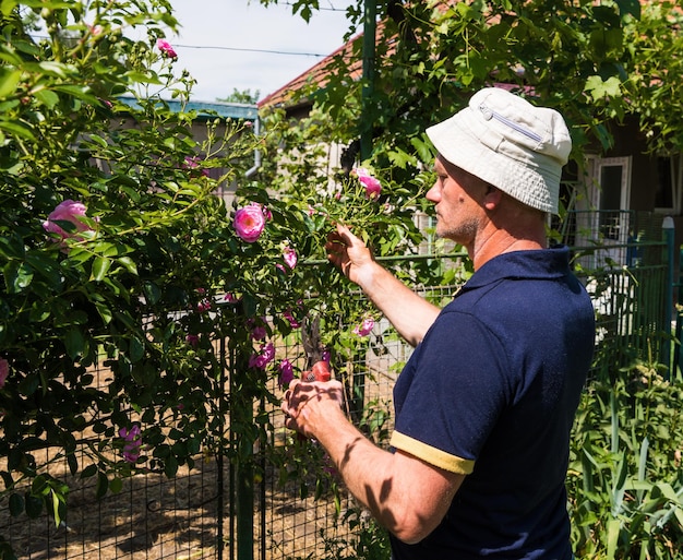 Älterer Mann, der Rosen im Garten schneidet