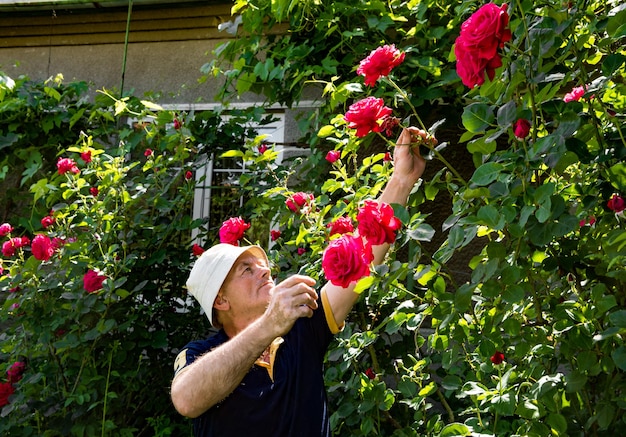 Älterer Mann, der Rosen im Garten schneidet