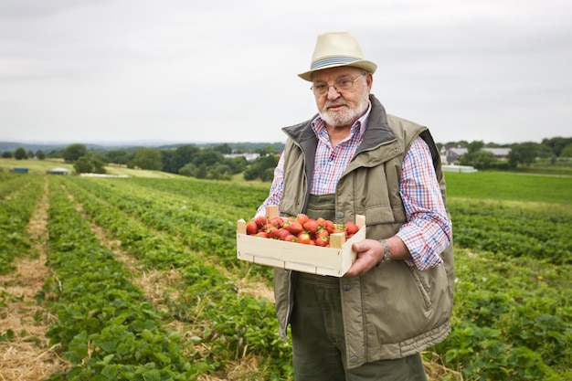 Älterer Mann im Erdbeerfeld mit Holzkiste Erdbeeren, Porträt