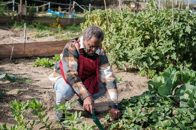 Älterer Mann pflückt Gemüse aus seinem Bio-Garten Konzept frisches Essen gesundes Essen