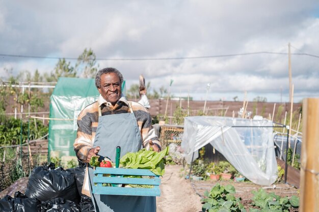 Älterer Mann pflückt Gemüse aus seinem Bio-Garten, um es zu Hause zu konsumieren