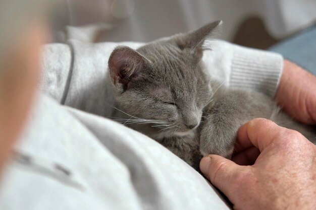 Älterer Mann sitzt und streichelt eine Katze Katzentherapie Alter Mann streichelt eine Haustierkatze Glücklicher älterer Mann, der eine Katze in seinem Schoß hält, der sich zu Hause entspannt Großvater, der mit einem Kätzchen auf seinen faltigen Händen spielt