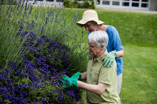 Älteres Paar, das Lavendel prüft