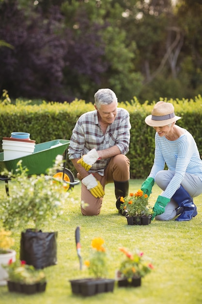 Älteres Paar, das zusammen im Garten arbeitet