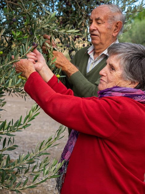 Älteres Paar pflückt Oliven im Obstgarten