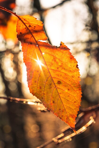 Última hoja de otoño en la rama y la luz del sol.