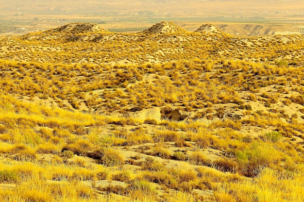 Últimas estepas en los campos de granada