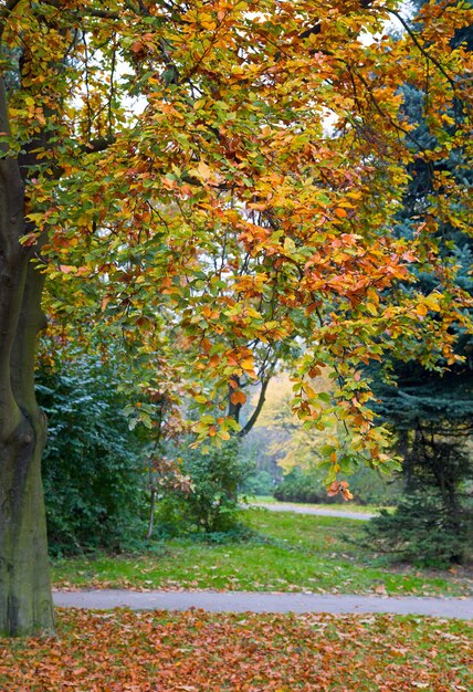 Último follaje de árbol dorado en el parque de la ciudad de otoño