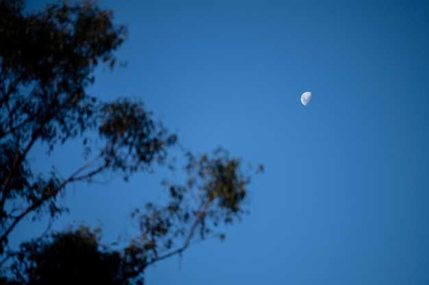 Lua atrás das árvores no mato australiano