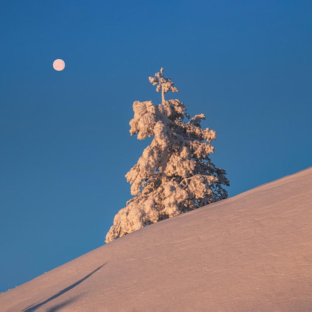 Lua cheia acima da árvore de natal ensolarada está coberta de neve na encosta polar de inverno matinal Dawn fundo natural minimalista do norte com abeto de neve brilhante