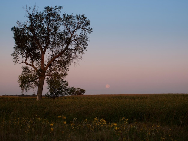 Lua cheia antes do nascer do sol no campo de South Dakota.